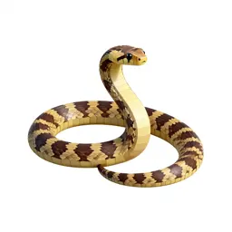 Common garter snake