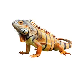 Common iguana