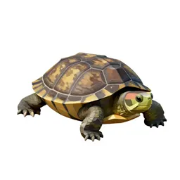 Cooter