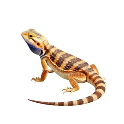 Desert iguana
