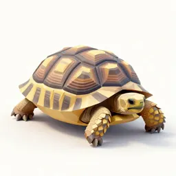 Desert tortoise