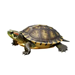 Diamondback terrapin