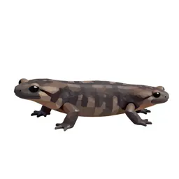 Dusky salamander