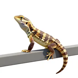 Fence lizard