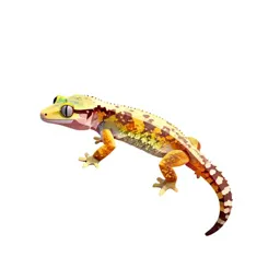 Flying gecko