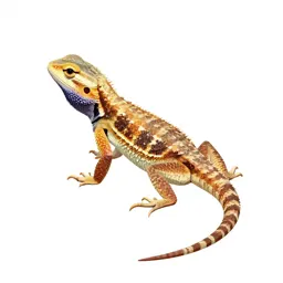 Fringe-toed lizard