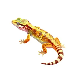 Gecko