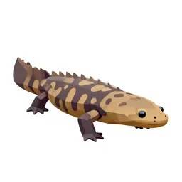 Giant salamander