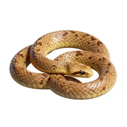 Glossy snake