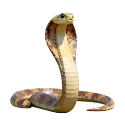 Hamadryad