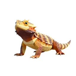 Horned lizard
