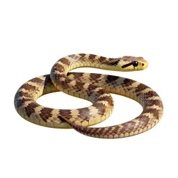 Horseshoe whipsnake
