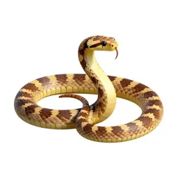 King snake