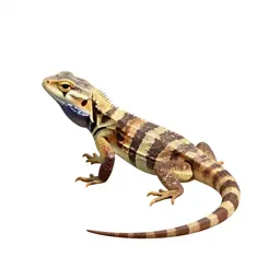 Lacertid lizard