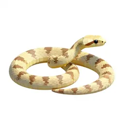 Leaf-nosed snake