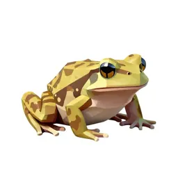 Leptodactylid frog
