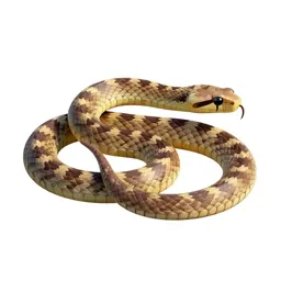 Lined snake