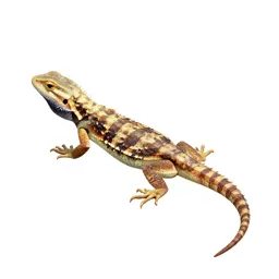 Lizard