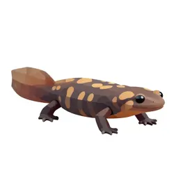 Lungless salamander
