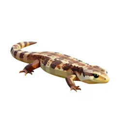 Mountain skink