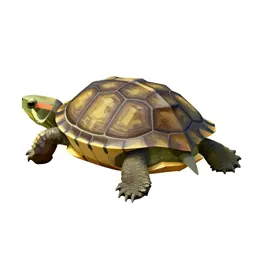 Musk turtle