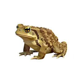 Natterjack