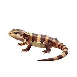 Night lizard