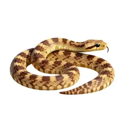 Night snake
