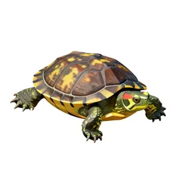 Painted turtle