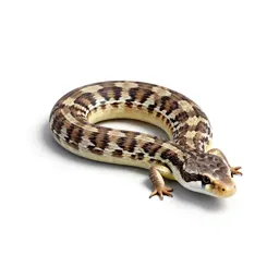 Plateau striped whiptail