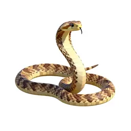 Prairie rattlesnake