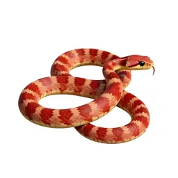 Red-bellied snake
