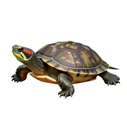 Red-bellied terrapin