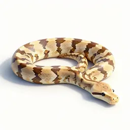 Reticulated python