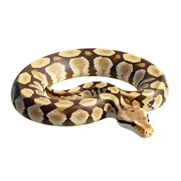 Rock python
