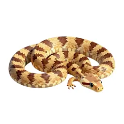 Rosy boa