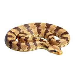 Rubber boa