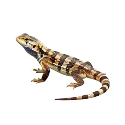 Side-blotched lizard