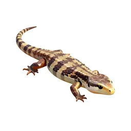 Skink