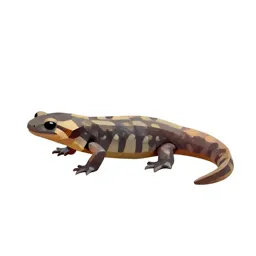 Slender salamander