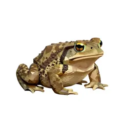 Southwestern toad