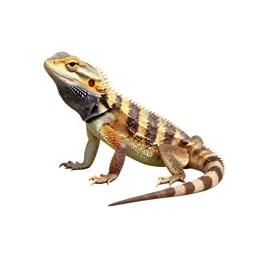 Spiny lizard