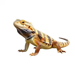 Teiid lizard