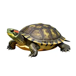 Terrapin