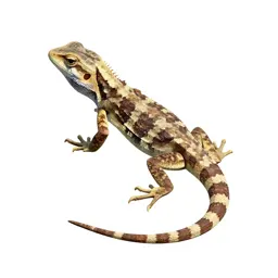 Tree lizard
