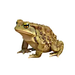 True toad