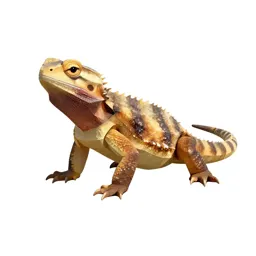 Tuatara