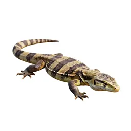 Venomous lizard