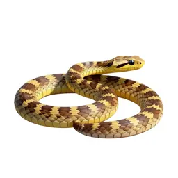 Viperine grass snake