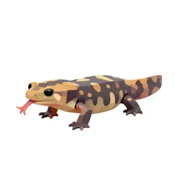 Web-toed salamander